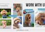 create dog ugc videos for pet brands using trained toy poodle